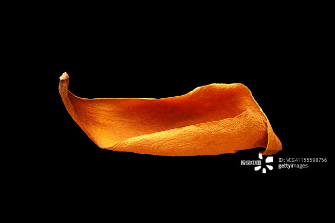 laurelleafplantnecrosis