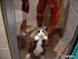 可爱宠物中心：我很干净，我不洗澡，放我出去！