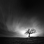 One, Two, Tree / Part I : Every one needs their 'quiet place'. One of mine is here at the foot of this Oak Tree. Over a four year period i have visited her on many occasions, photographing her in many different environments and conditions. I've never once