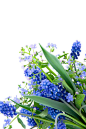 Spring bouquet