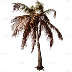 通用实景树木绿色植物椰子树元素贴纸