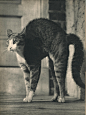 摄影师Edward Quigley 1938年出版的猫咪写真书《SAM》 ​​​​ - 当代艺术 - CNU视觉联盟