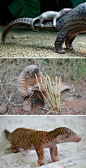 Baby Pangolin, just look at his soft underside. It's so hard to believe these lovely little mammals are the most hunted and trafficked animals in the world -- just so people can eat them for status and use their scales for nonsensical and completely unsci