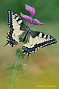 ~~Ms.Swallowtail On the Muscatel Sage by Leonid Fedyantsev~~
#蝶#