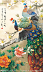 孔雀