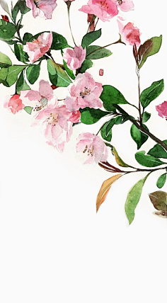 垂丝海棠水彩图片