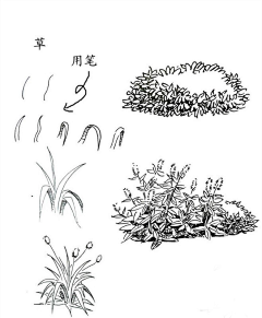 加加加加加1采集到植物手绘