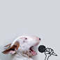 Dog owner creates fun illustrations with his Bull Terrier - Imgur