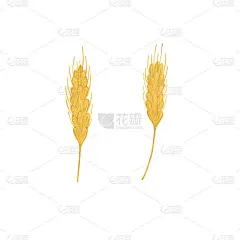黄小麦小穗水彩画插图收获时间秋季庆祝，季节性健康素食饮食，手绘图案