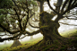 Forest queen - MartinPodt - 图虫