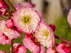 春花系列:梅花春花