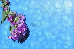 在蓝色的背景上，夏日的边缘是草地上的花朵。夏季。copyspace。