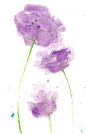 中国古风水墨花手绘水彩植物花卉装饰 免抠png透明图片背景ps素材 (318)