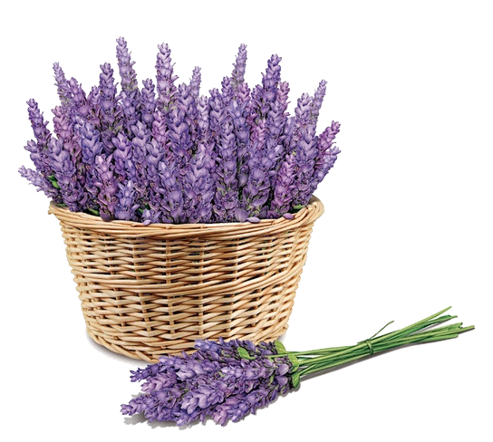 薰衣草 png