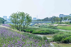 景观群采集到A风格-红树林--湿地--保护区