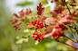 currants-6585906_1280