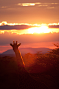 Giraffe at Sunset by ~eight-eight
