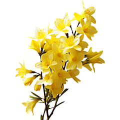 Gaga设计采集到花