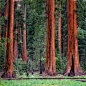 Sequoia National Park Via INS