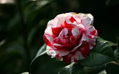 名花欣赏 山茶花壁纸 2560×1600  