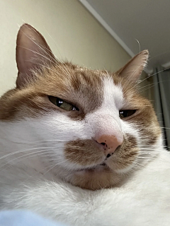锍婷采集到X-小猫咪