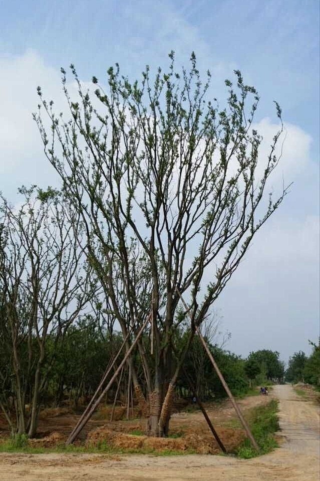 丛生朴树