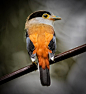 Photo by Tag#KINGS_BIRDS  IT in Bukit Fraser with @wildeyeview. May be an image of bird and nature.