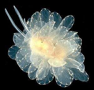 Cyerce elegans