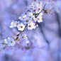 Greeting of spring～Sweet aroma - Lafugue Logos