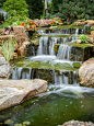 Tree and Waterfall Inspired Backyard