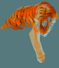 Tiger pack, Maria Kuzmicheva : Studies