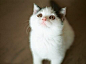 ネコ、猫、可爱、动物、猫 兔子 萌
