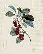 Vintage Cherry Print: 