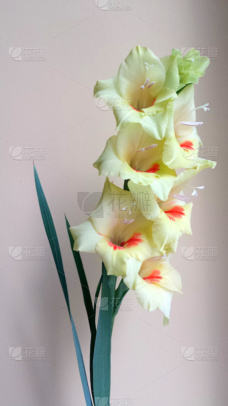剑兰,仅一朵花,自然,黄色,垂直画幅,橙色,图像,雄蕊,花瓣,叶子