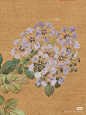 紫薇花