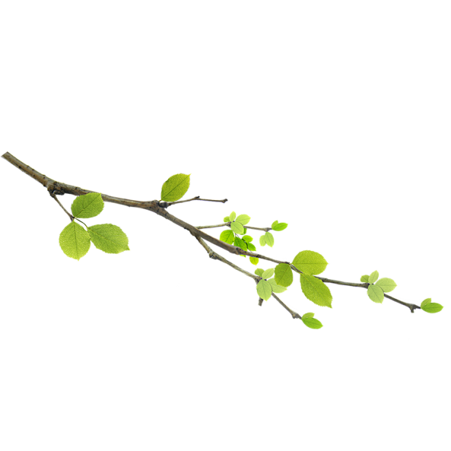 树叶 png 素材