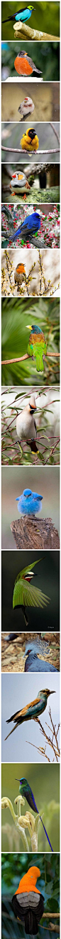 Tumblr上的鸟类摄影搜集…… #采集大赛#