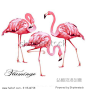 Tropical Bird Flamingos. Vector.