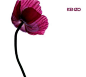 罂粟花 - 必应 Bing 图片