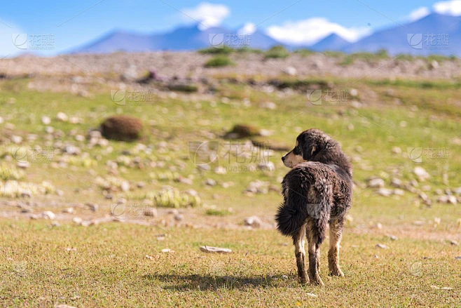 狗场素材-花瓣网