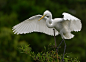 白鹭(学名:Egretta garzetta)，别名小白鹭、白鹭鸶、白翎鸶，中型涉禽，属于鹭科白鹭属。白鹭属共有13种鸟类，其中有大白鹭、中白鹭、白鹭(小白鹭)、黄嘴白鹭和雪鹭体羽皆是全白，世通称白鹭。大白鹭体型大，既无羽冠，也无胸饰羽，中白鹭体型中等，无羽冠但有胸饰羽;白鹭和雪鹭体型小，羽冠及胸的羽全有。