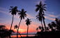 Silhouette of Palm Trees Near Shoreline