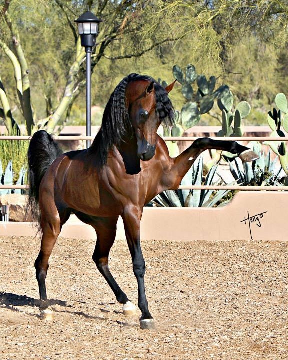 Bay Arabian horse