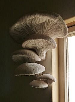 (869) Pinterest