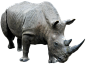 犀牛PNG