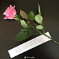 今天是我的生日，给办公室的每位小伙伴都准备了一朵粉色的玫瑰，当然也不会忘记远方的亲妈@绘灵-CleverCool 希望女孩们都能收到我的心意 ​​​​