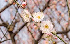 春花系列:梅花春花