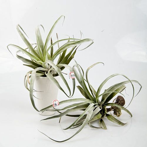 空气凤梨 Tillandsia Capi...