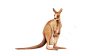 袋鼠
