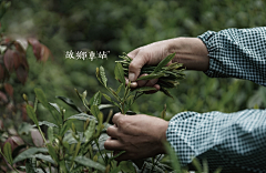 ellenxu采集到茶山·南方有嘉木